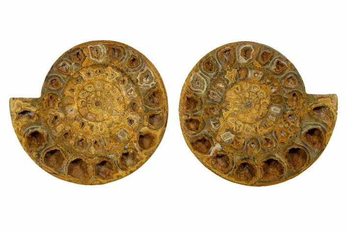 Cut & Polished Jurassic Ammonite (Perisphinctes) Fossil #344933